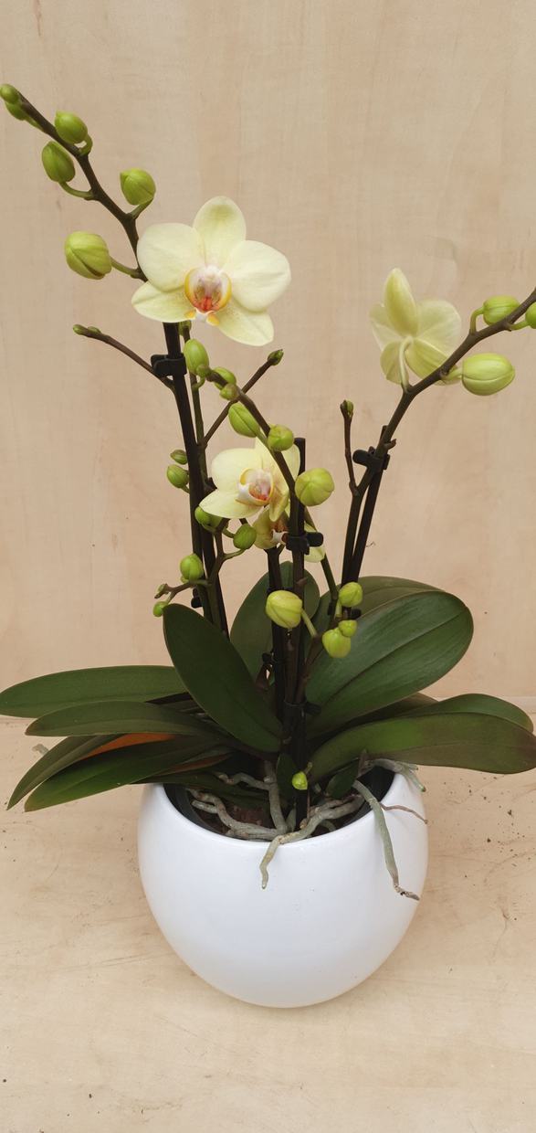 Phalaenopsis dubbele plant geel met minstens 4 stelen, zonder pot